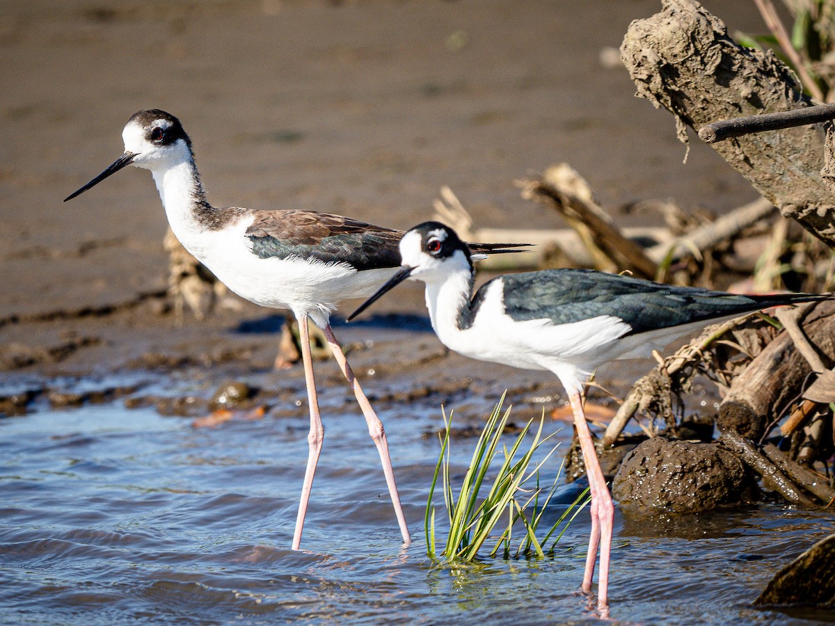 Black-necked Stilt - ML620548080