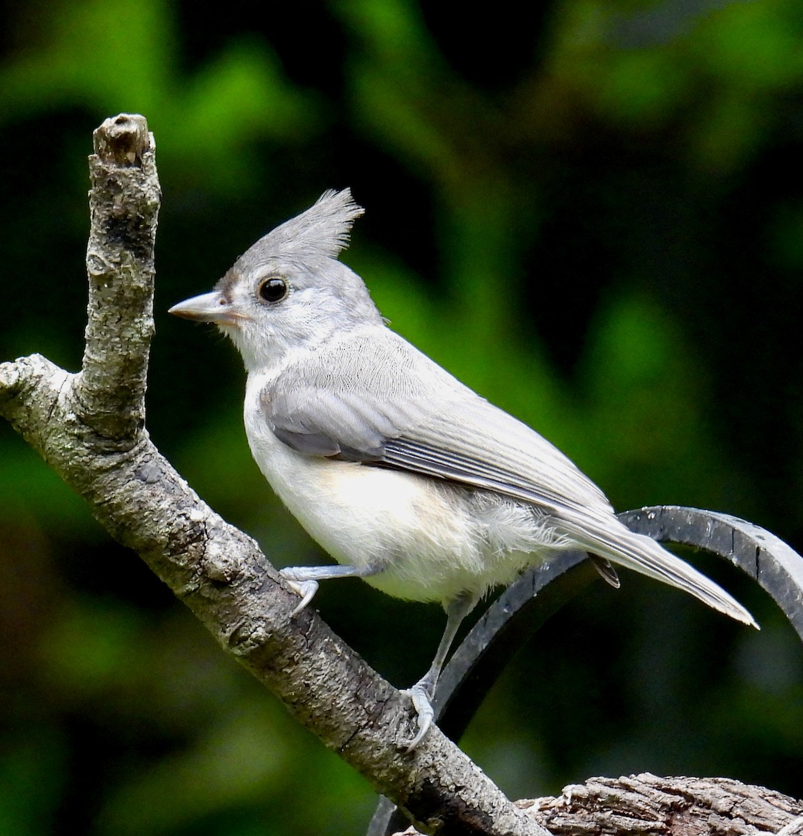 Tufted Titmouse - ML620548084