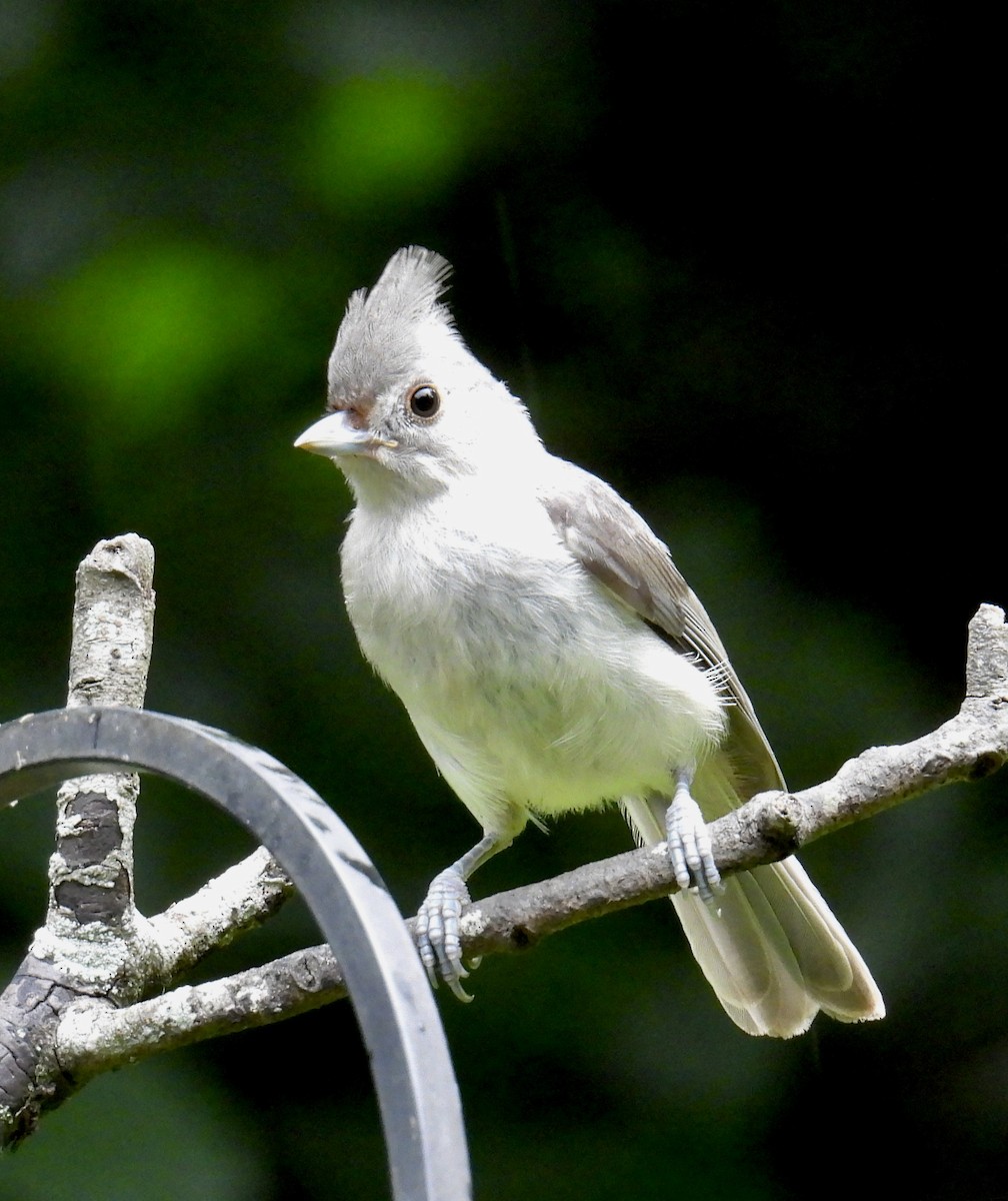 Tufted Titmouse - ML620548085