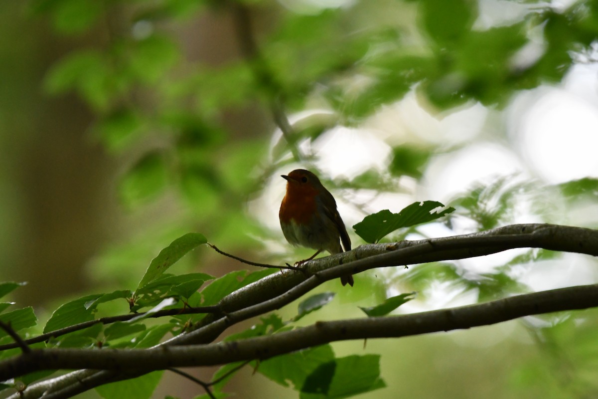 European Robin - ML620548089