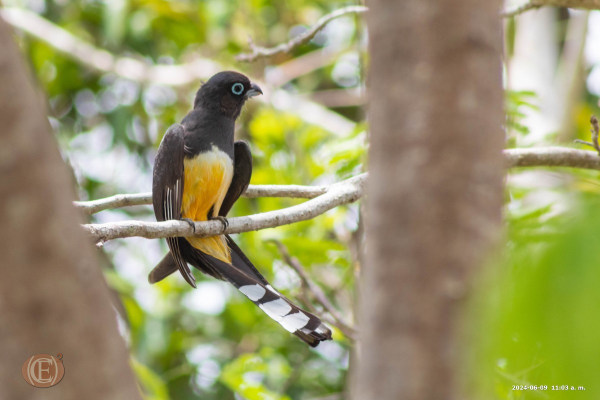 Black-headed Trogon - ML620548092