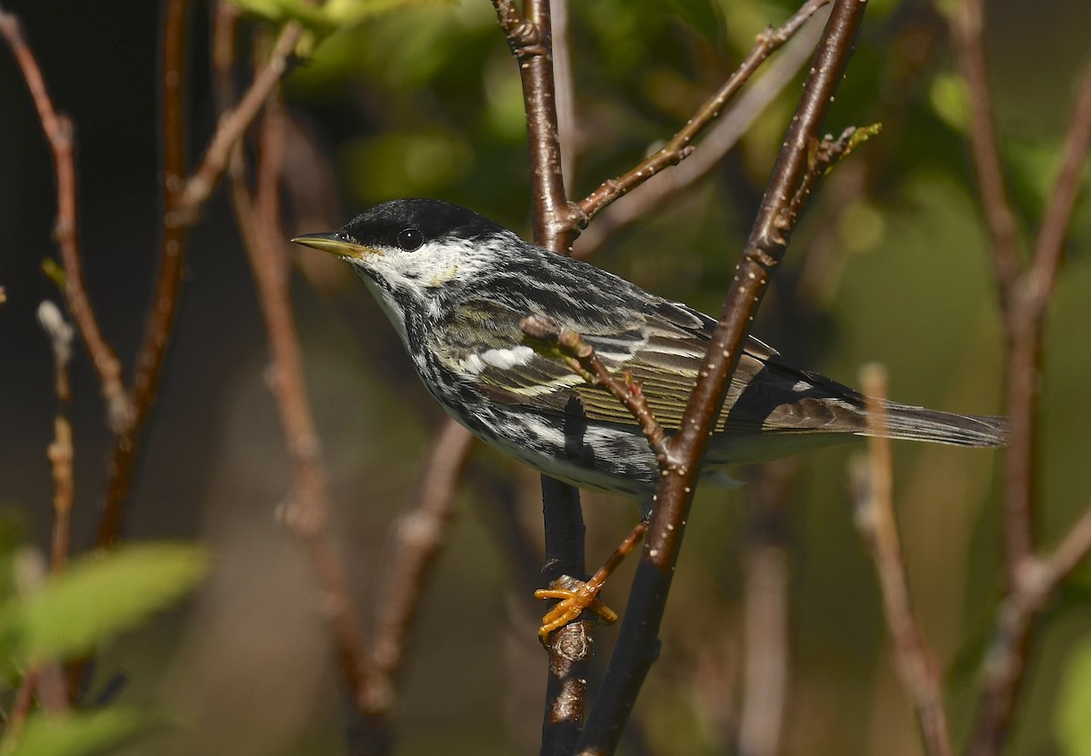 Paruline rayée - ML620548093