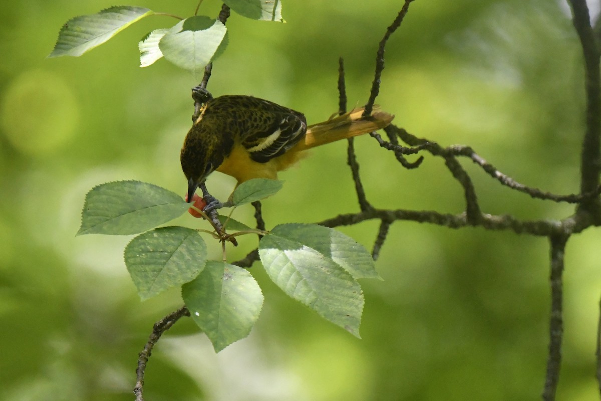 Oriole de Baltimore - ML620548094