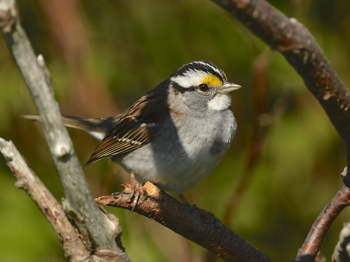 White-throated Sparrow - Denise  McIsaac