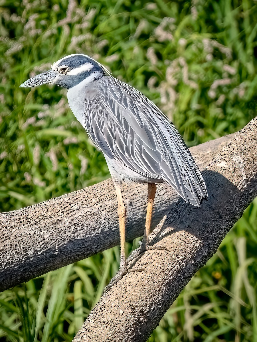 Yellow-crowned Night Heron - ML620548104