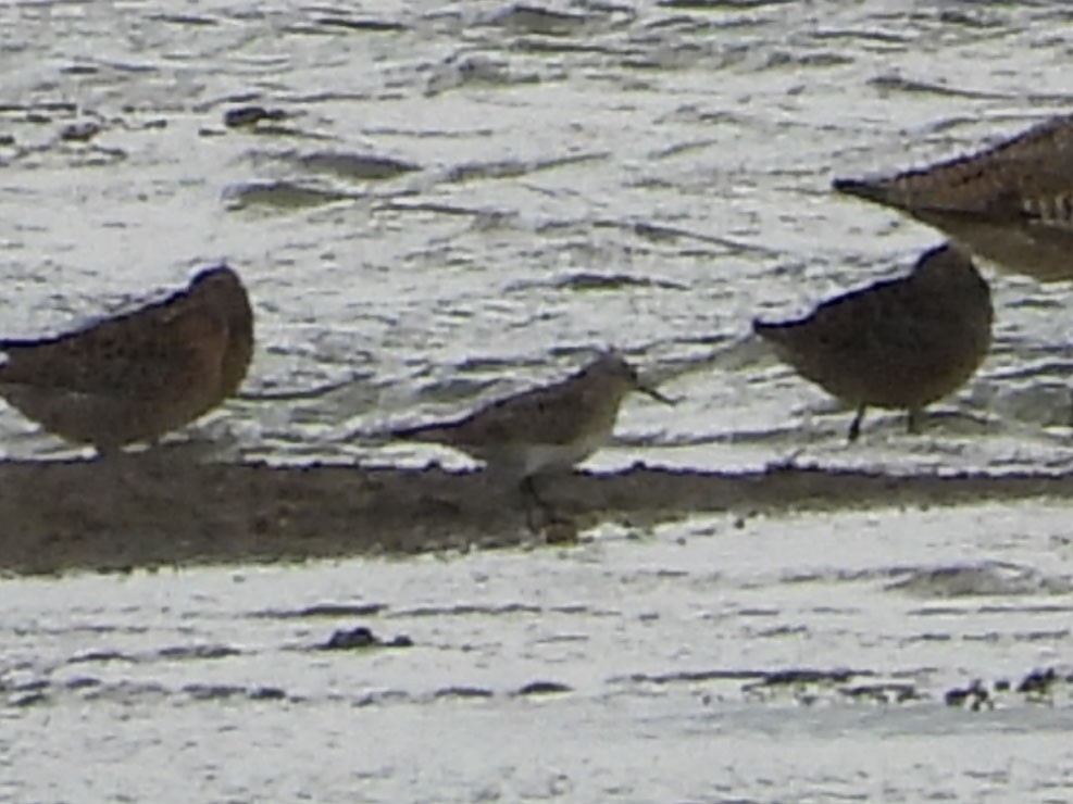 Baird's Sandpiper - ML620548105