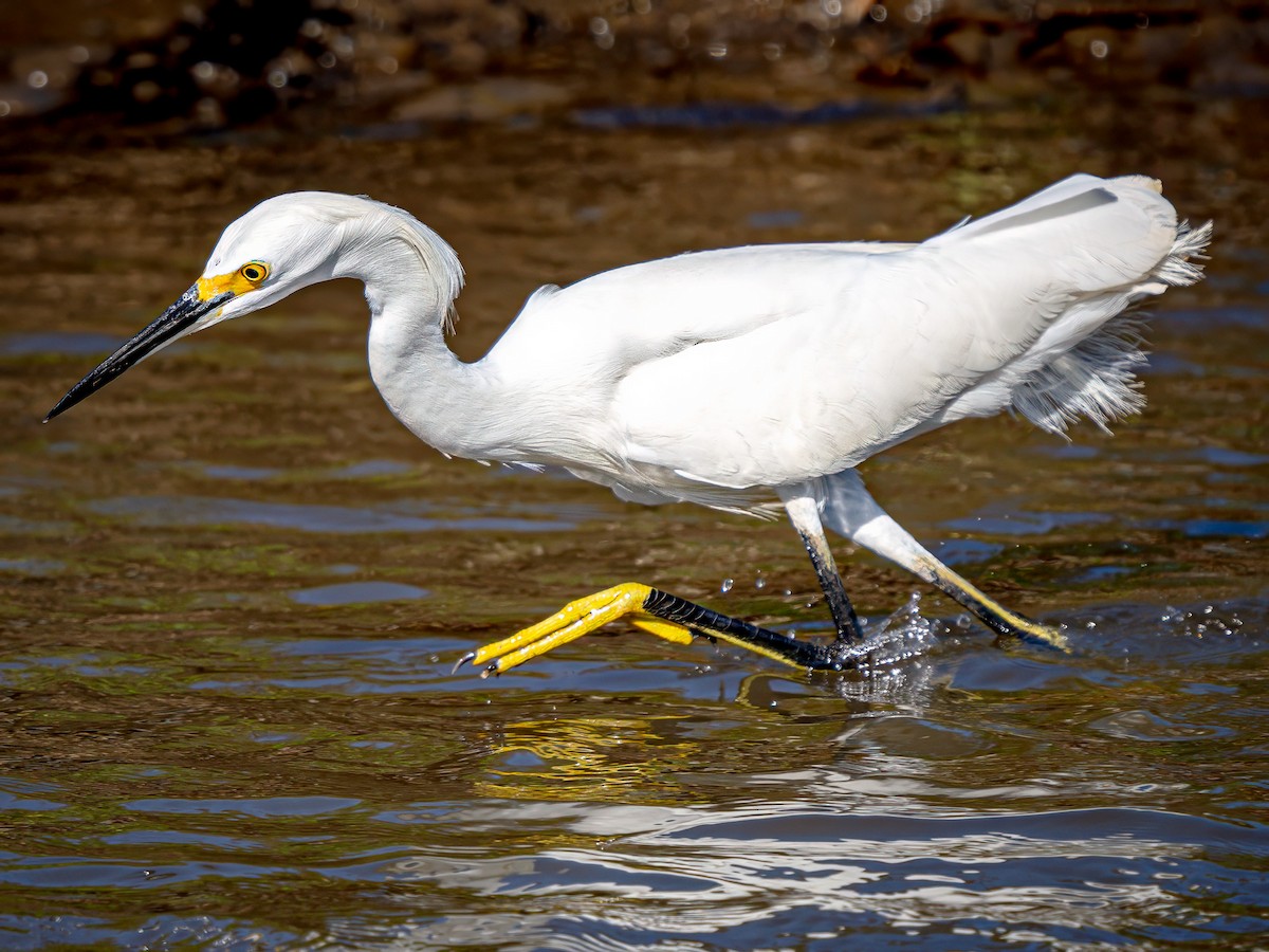 Snowy Egret - ML620548116