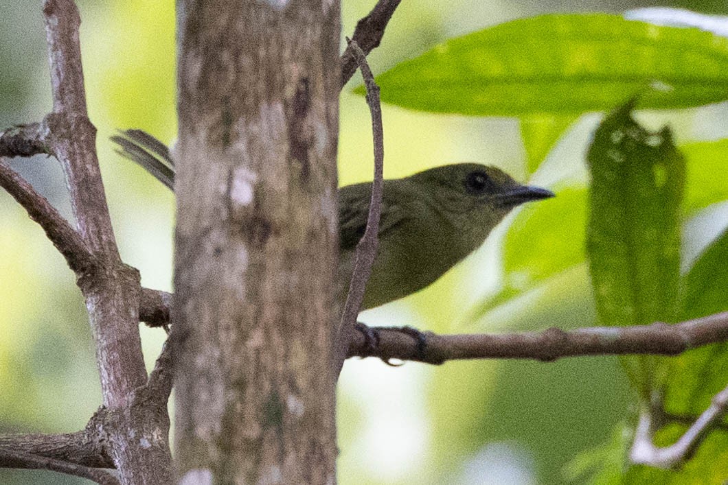 Olive-faced Flatbill - ML620548128