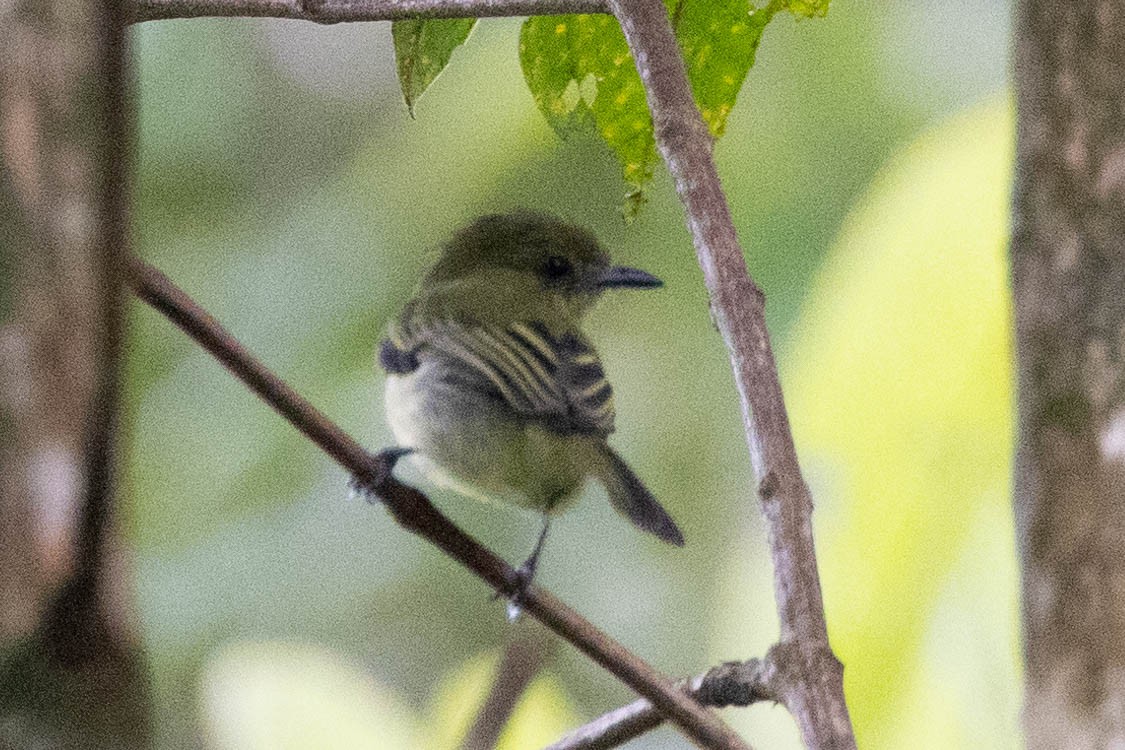 Olive-faced Flatbill - ML620548129