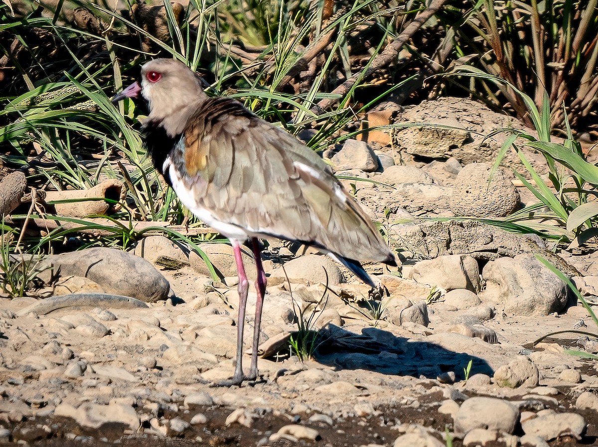 Southern Lapwing - ML620548132