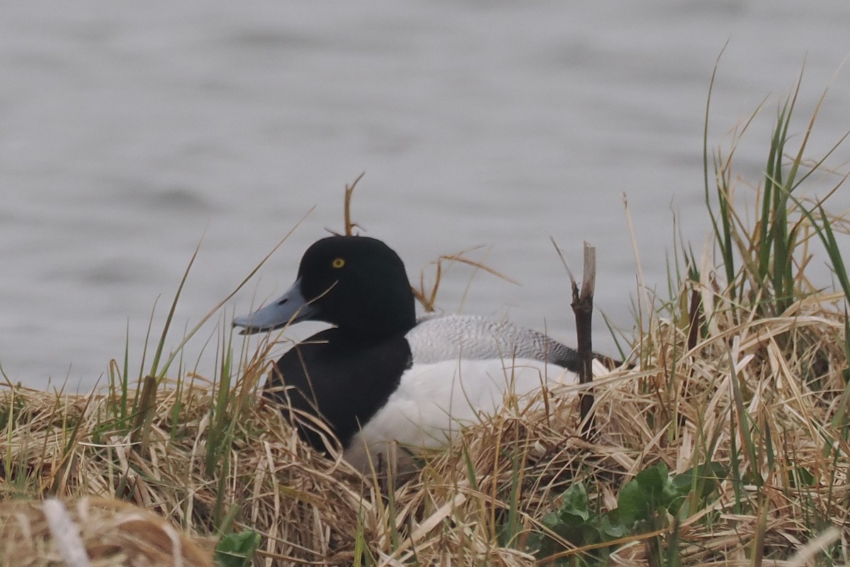 Greater Scaup - Donna Pomeroy