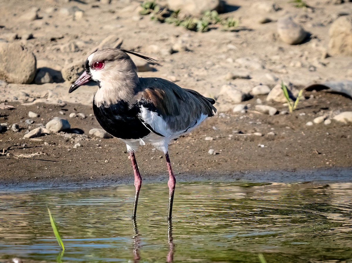 Southern Lapwing - Steven Lasley