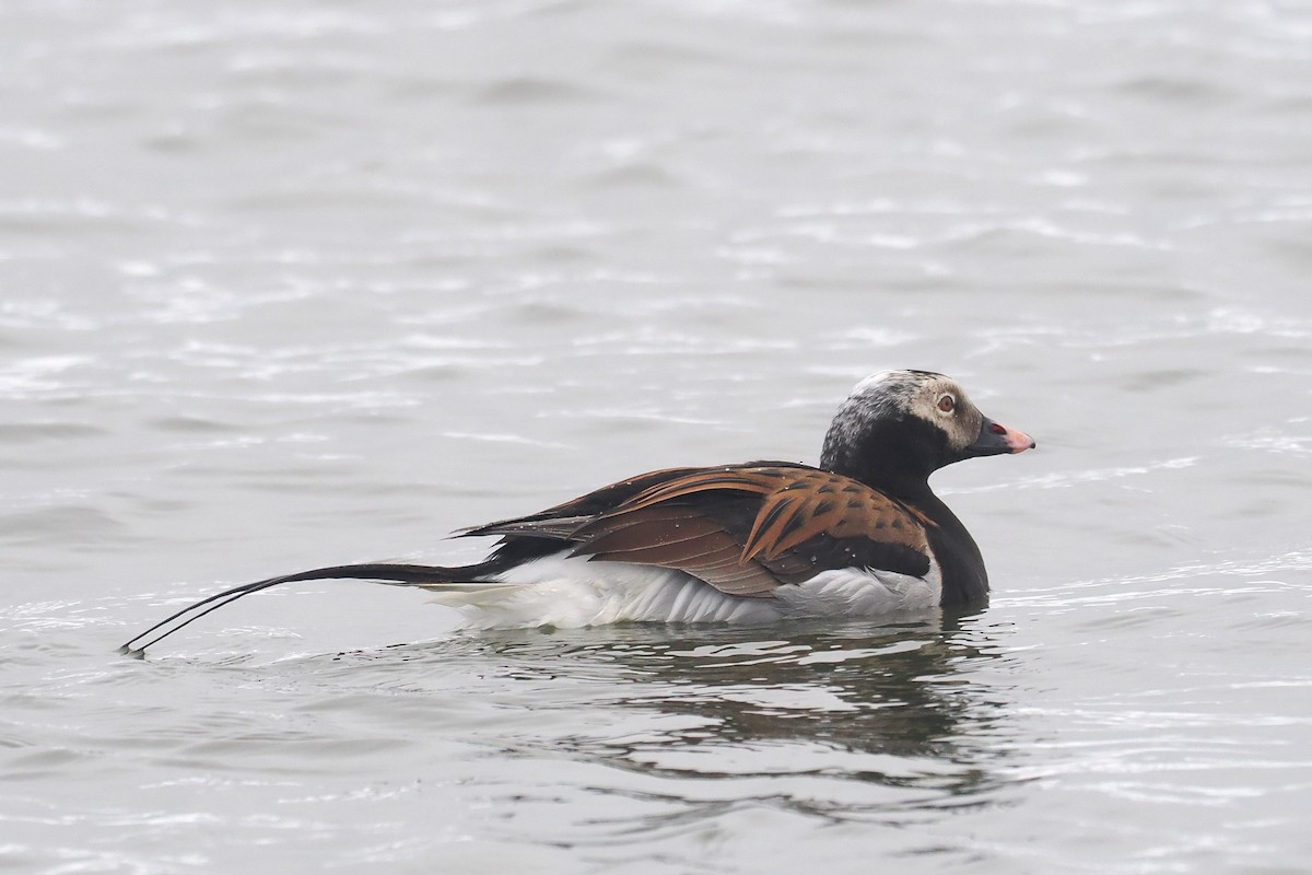 Long-tailed Duck - ML620548148
