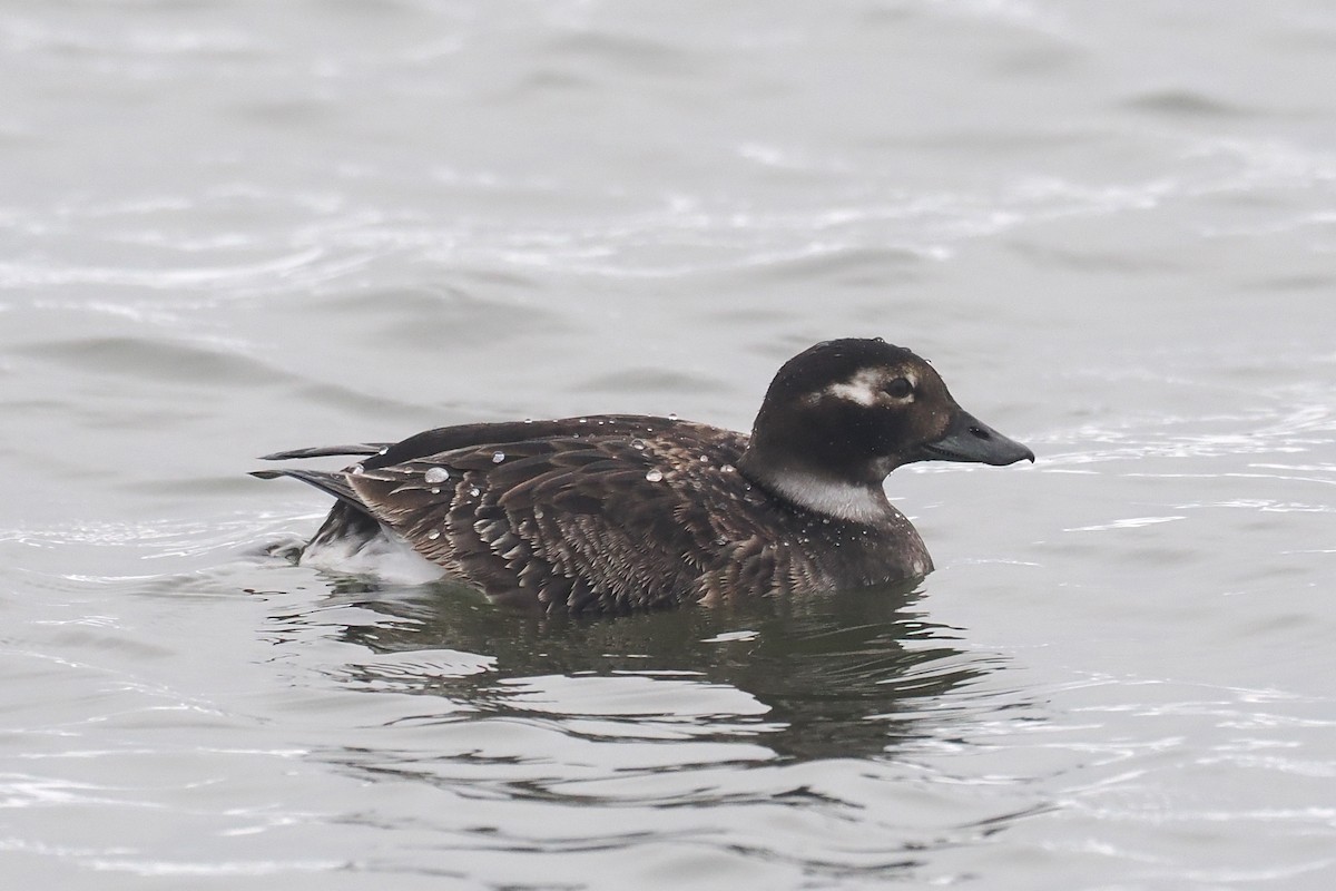Long-tailed Duck - ML620548150