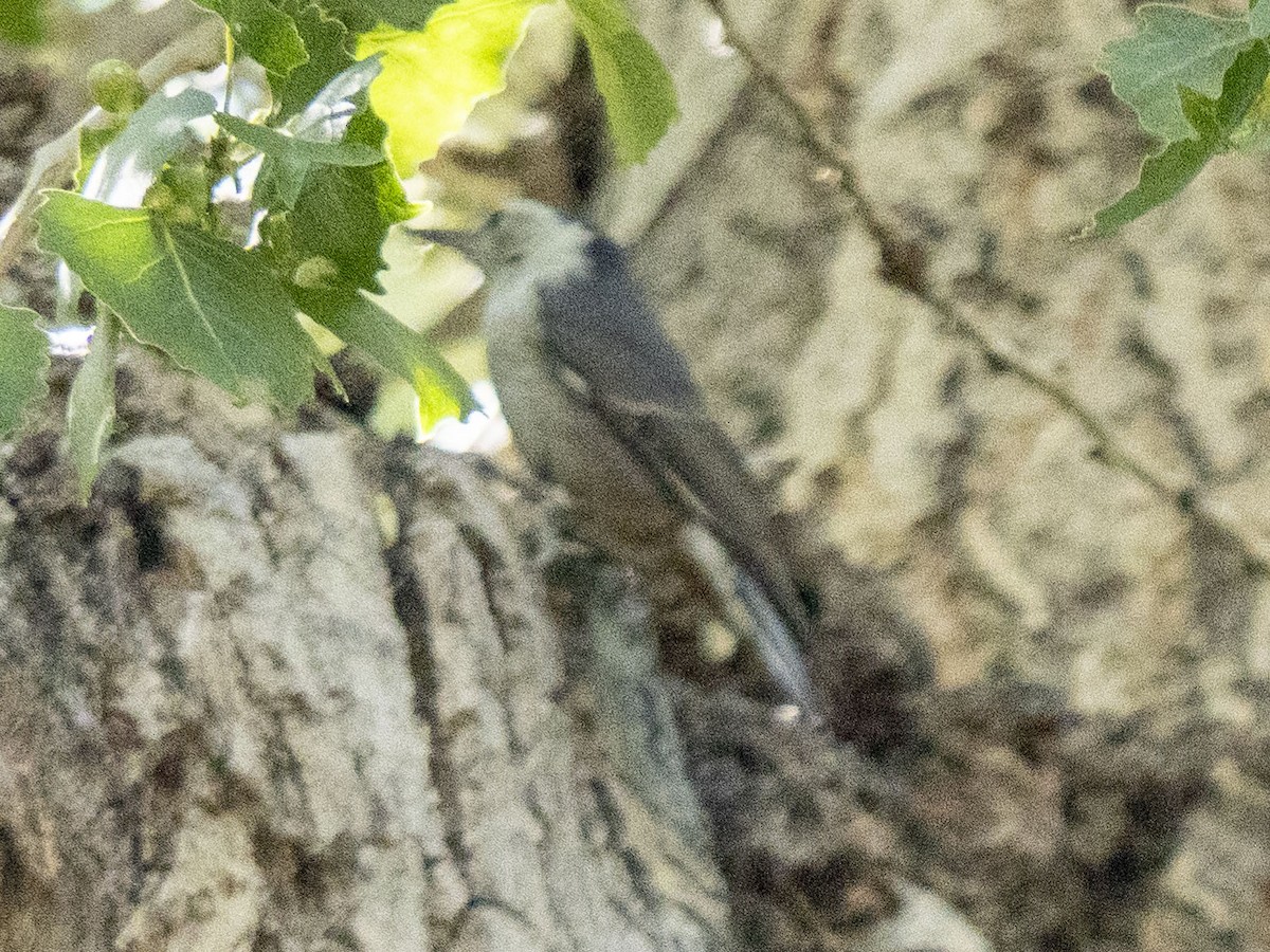White-breasted Nuthatch - ML620548153