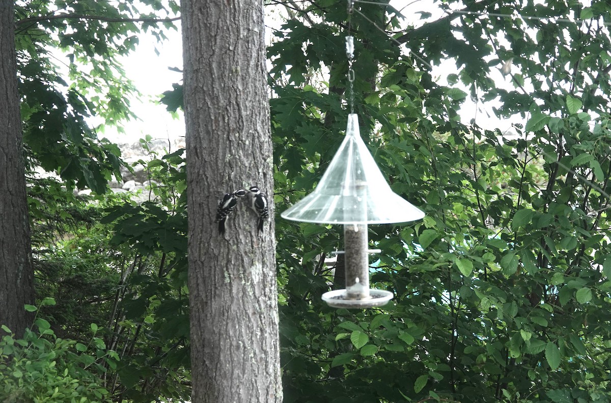 Downy Woodpecker - ML620548154