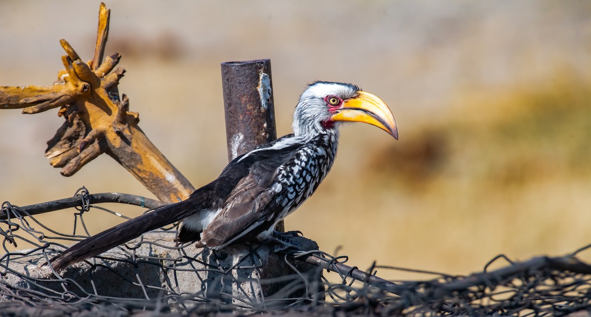 Southern Yellow-billed Hornbill - ML620548163