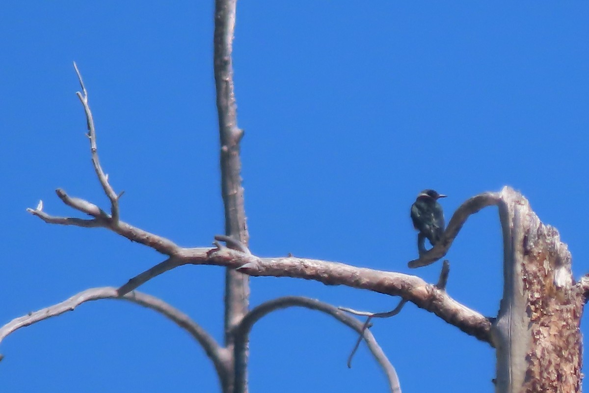 Lewis's Woodpecker - ML620548164