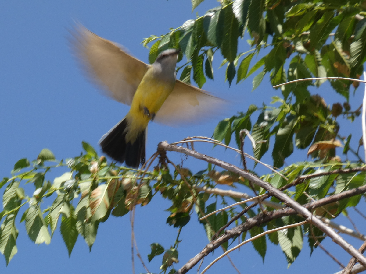 Western Kingbird - ML620548166