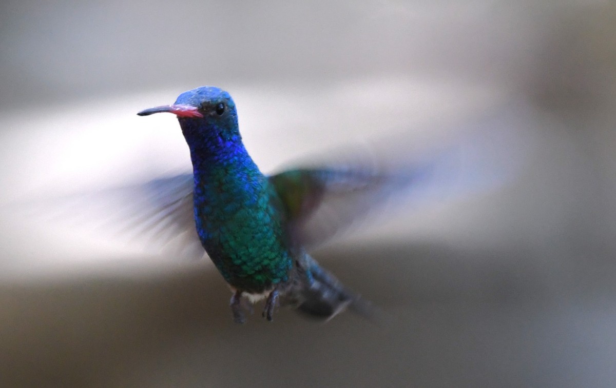 Colibrí Piquiancho Común - ML620548179