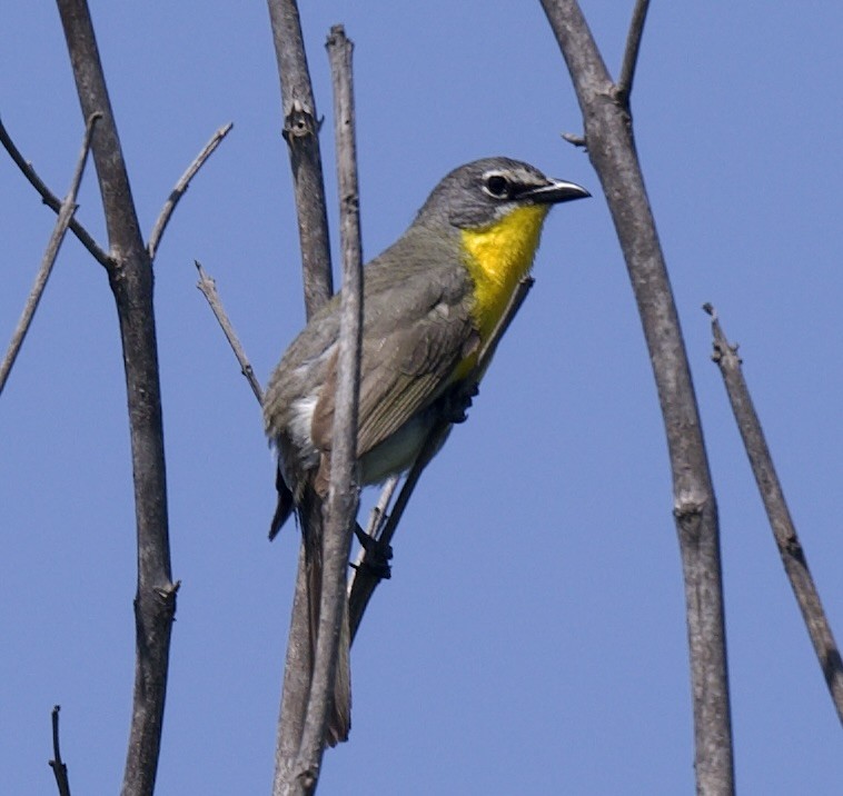 Yellow-breasted Chat - ML620548180