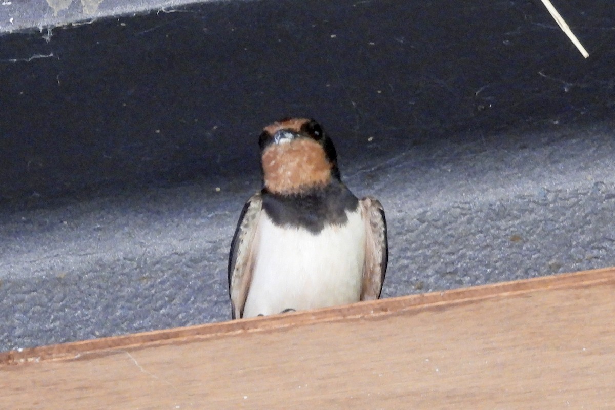 Barn Swallow (White-bellied) - ML620548193