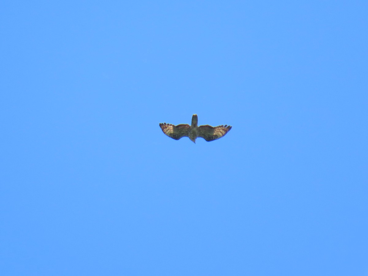 European Honey-buzzard - ML620548196