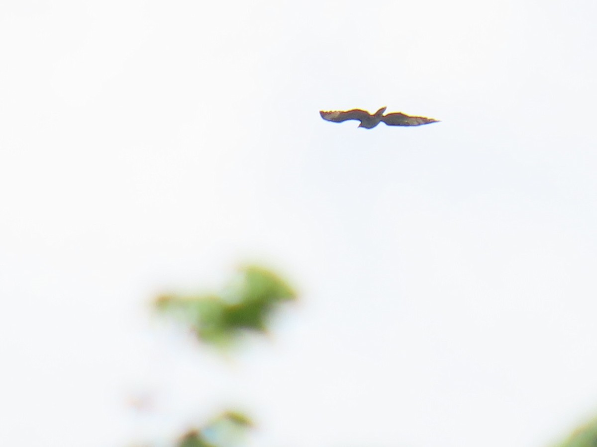 European Honey-buzzard - ML620548197