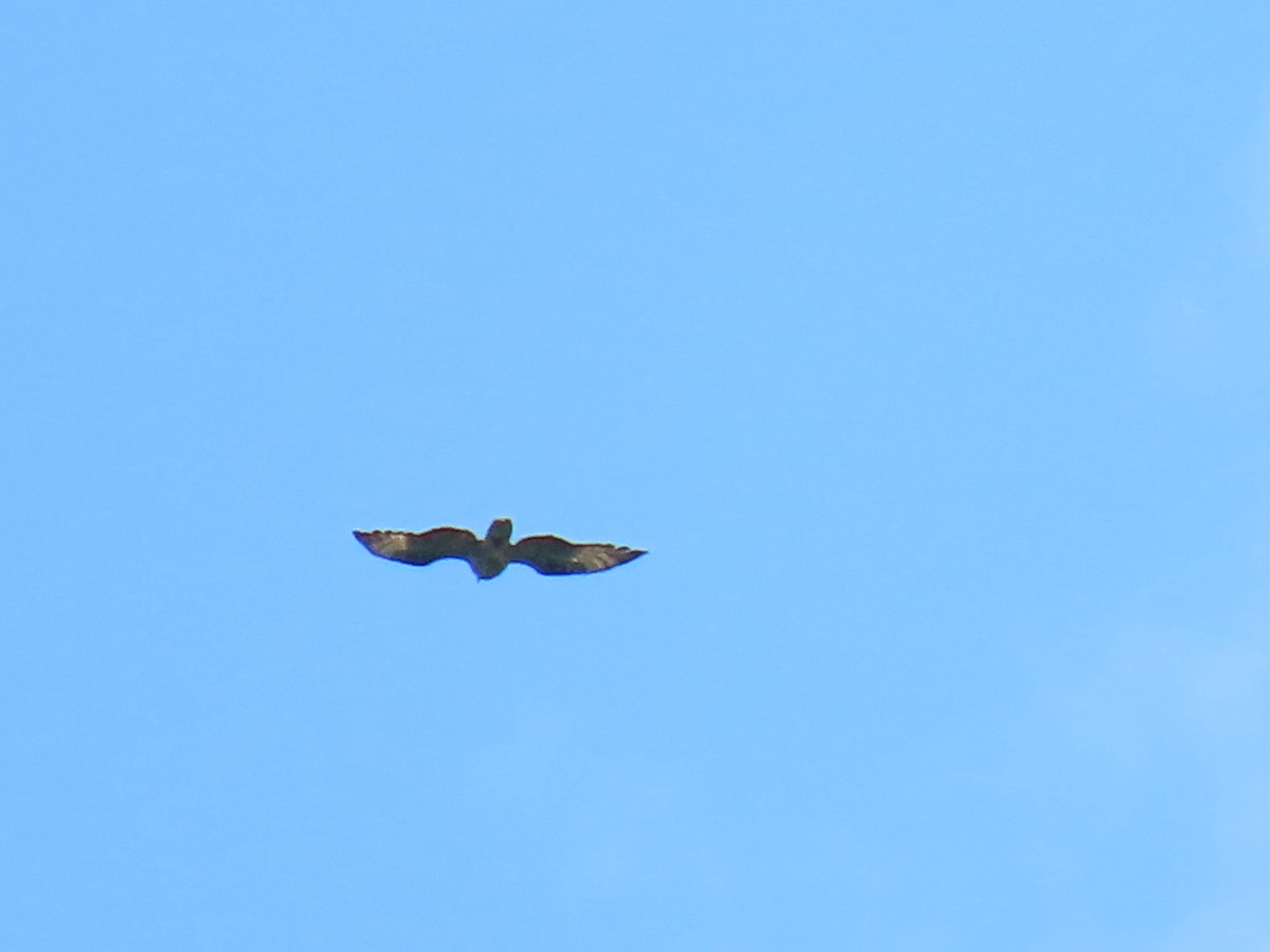 European Honey-buzzard - ML620548199