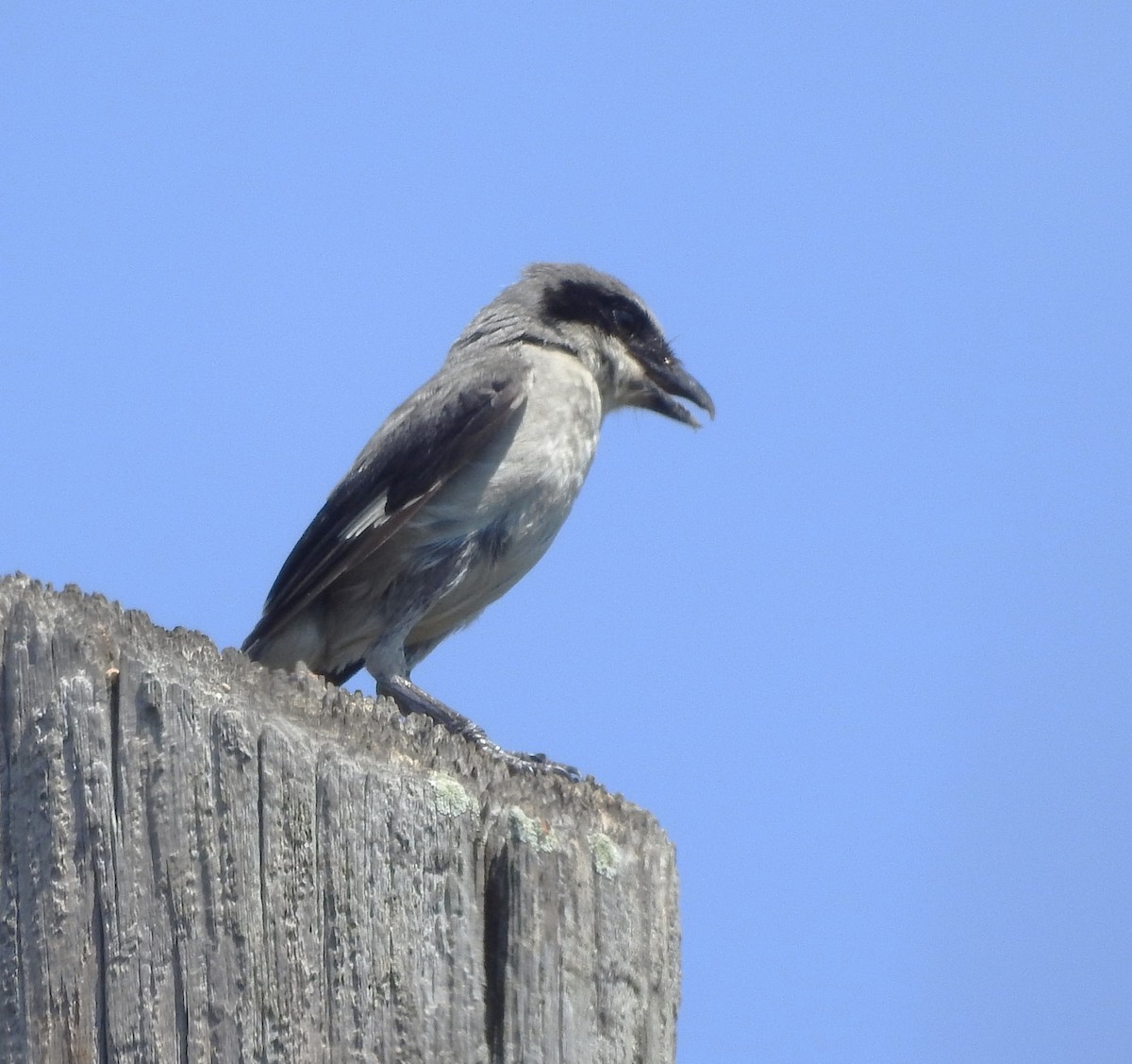 Pie-grièche migratrice - ML620548200