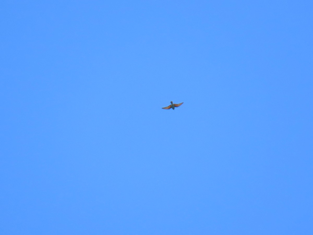 European Bee-eater - ML620548201
