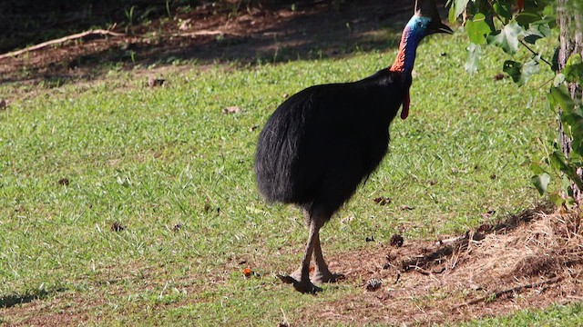 Southern Cassowary - ML620548206