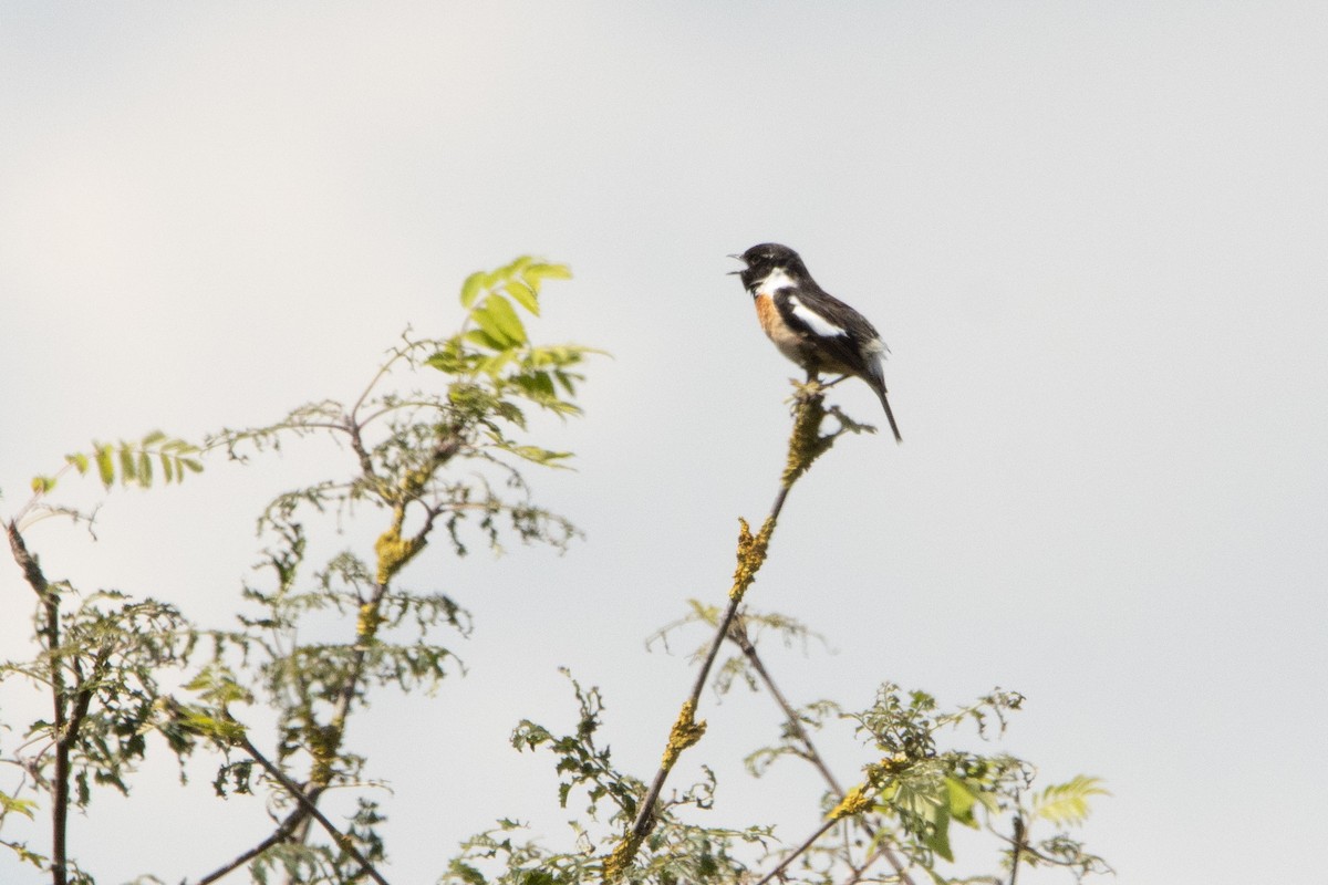 European Stonechat - ML620548214