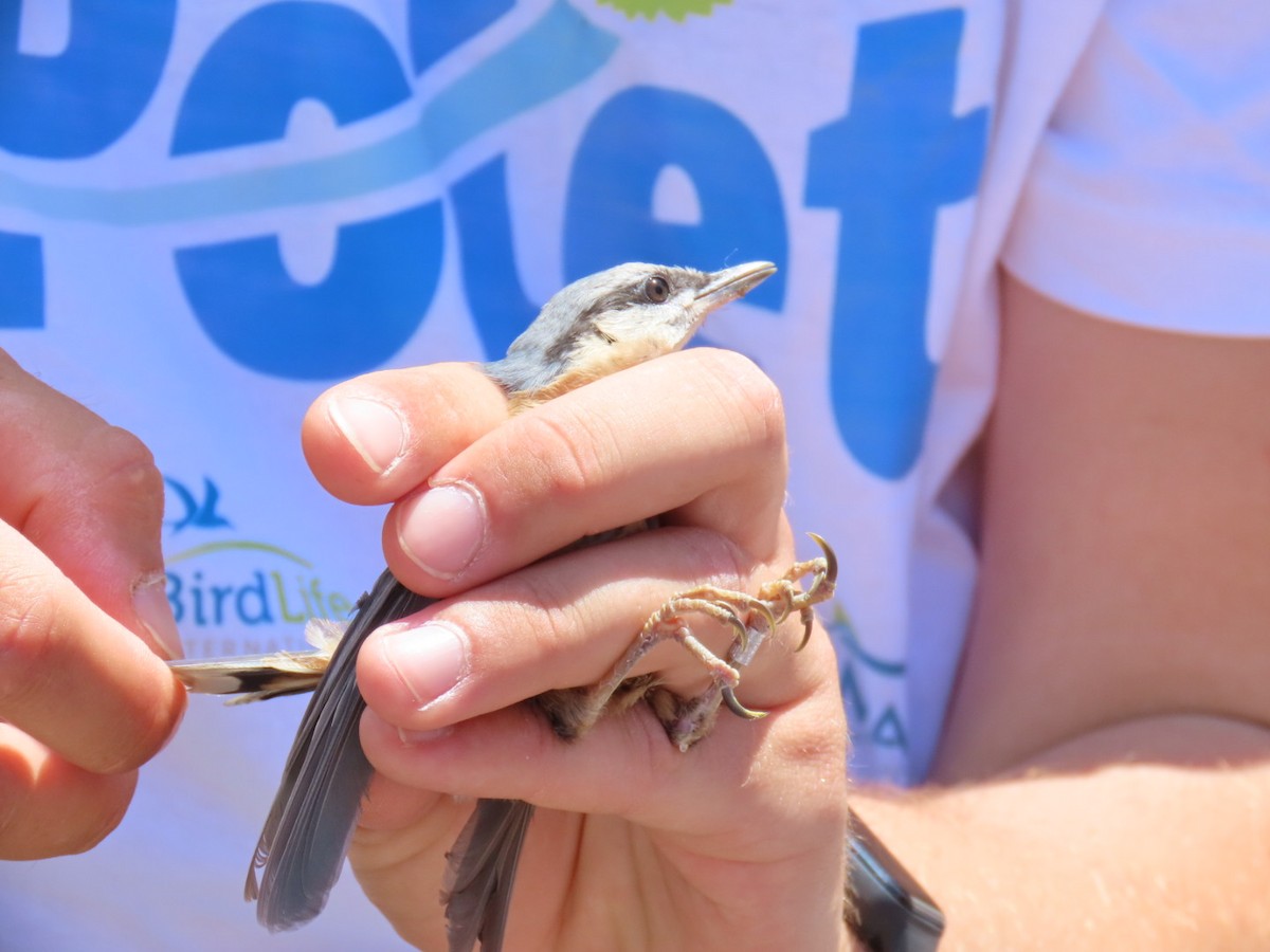 Eurasian Nuthatch - Uroš Vasić