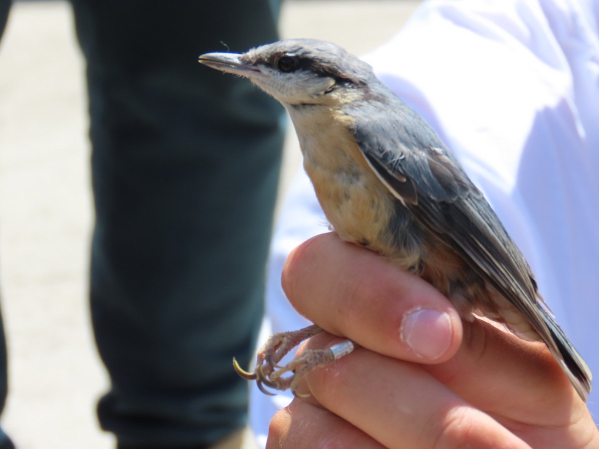 Eurasian Nuthatch - ML620548231