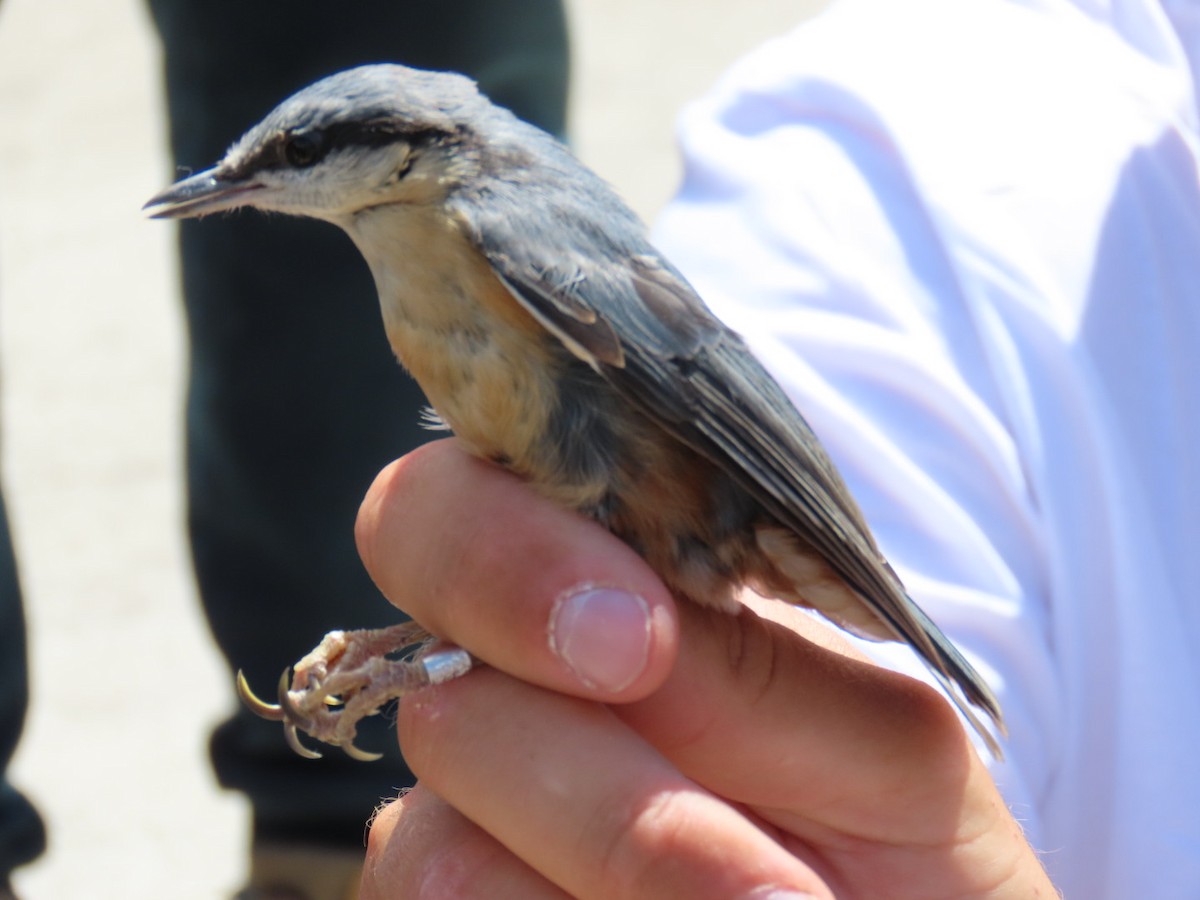 Eurasian Nuthatch - ML620548232