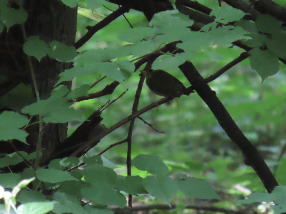 Eurasian Blackbird - Uroš Vasić