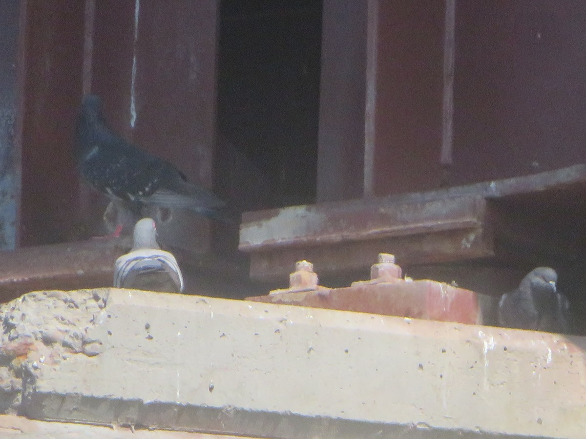 Rock Pigeon (Feral Pigeon) - ML620548241