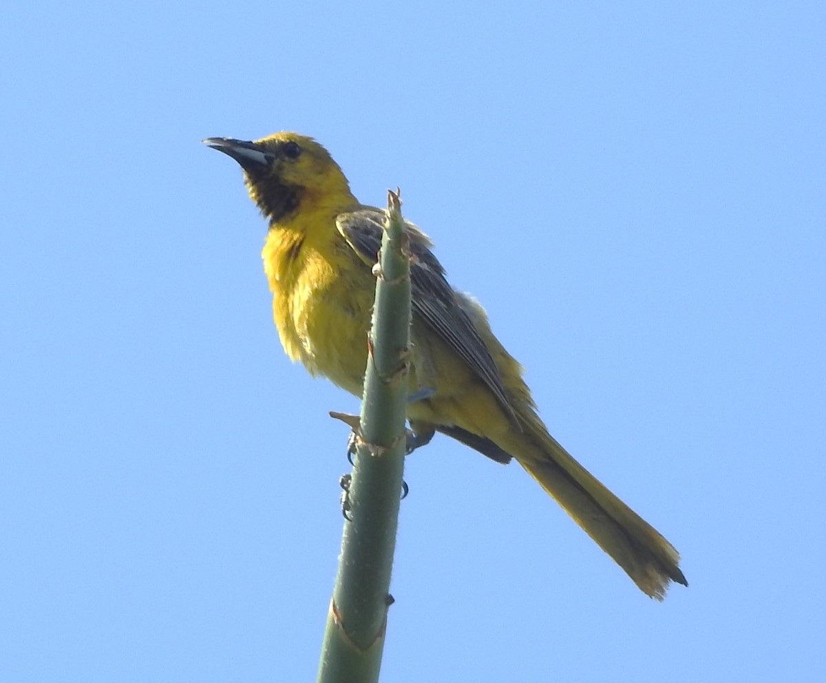 Hooded Oriole - ML620548249