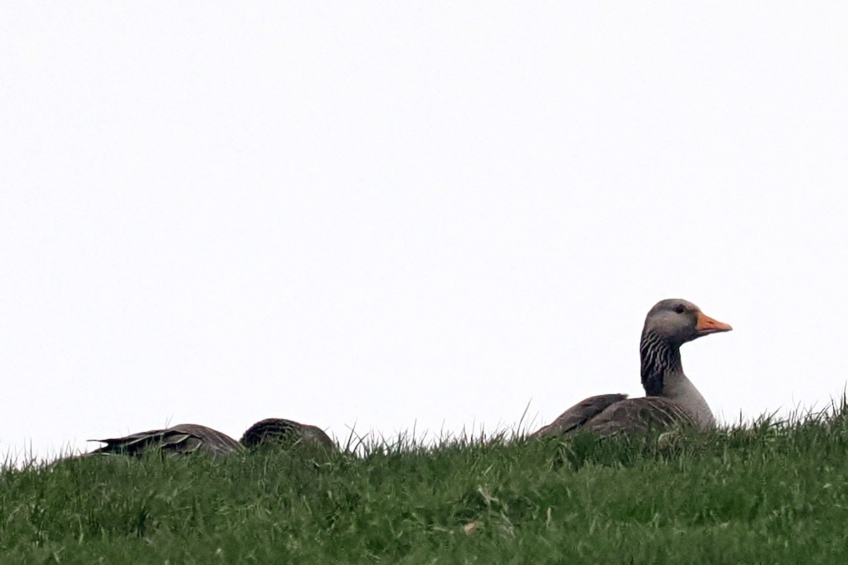 Graylag Goose (European) - ML620548256