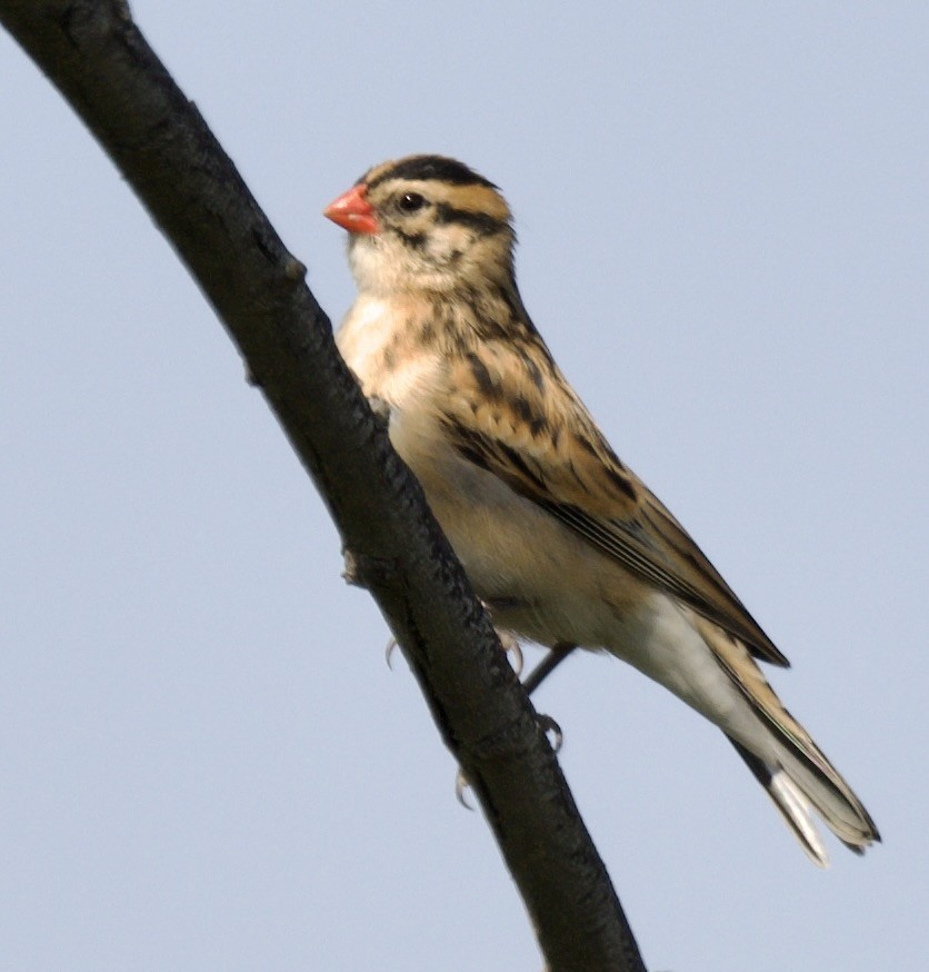 Pin-tailed Whydah - ML620548265