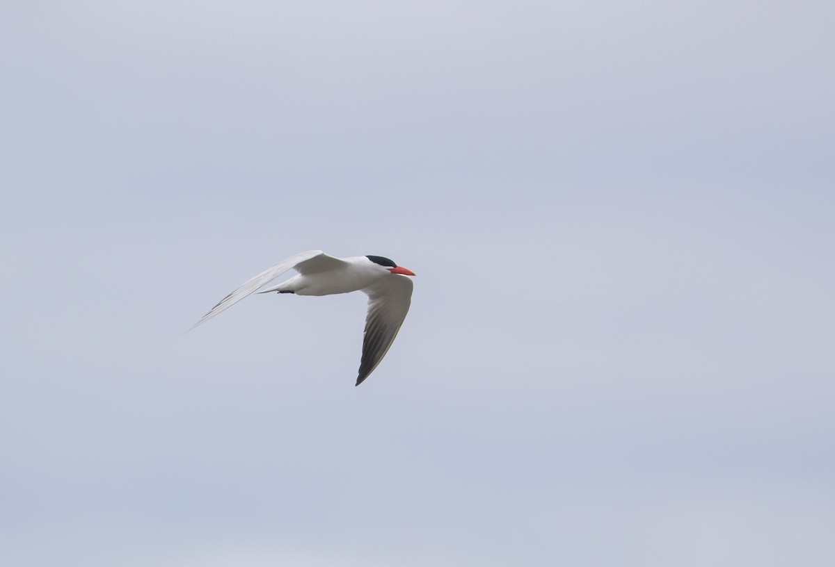 Caspian Tern - ML620548272