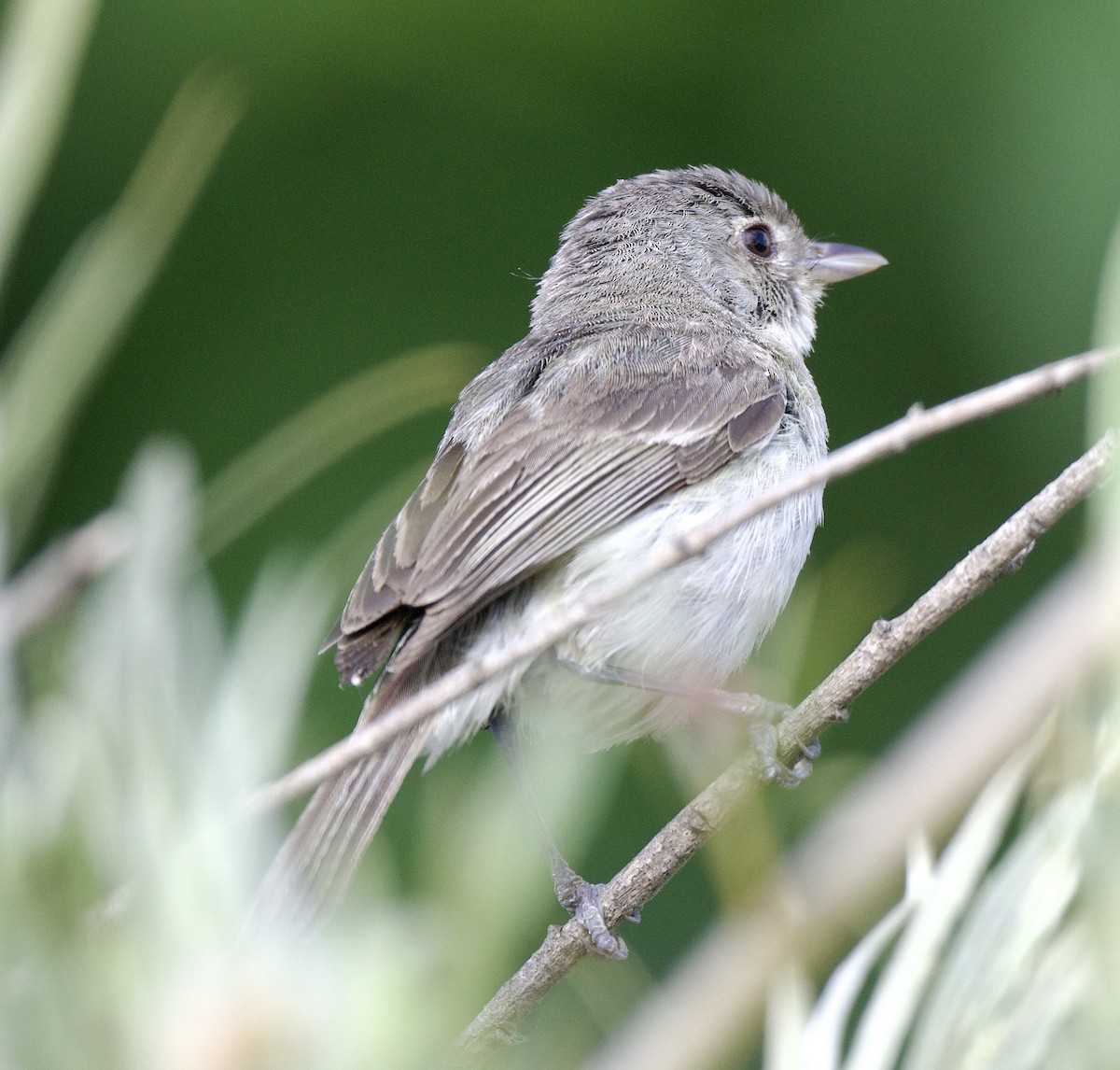 Braunaugenvireo (pusillus) - ML620548279