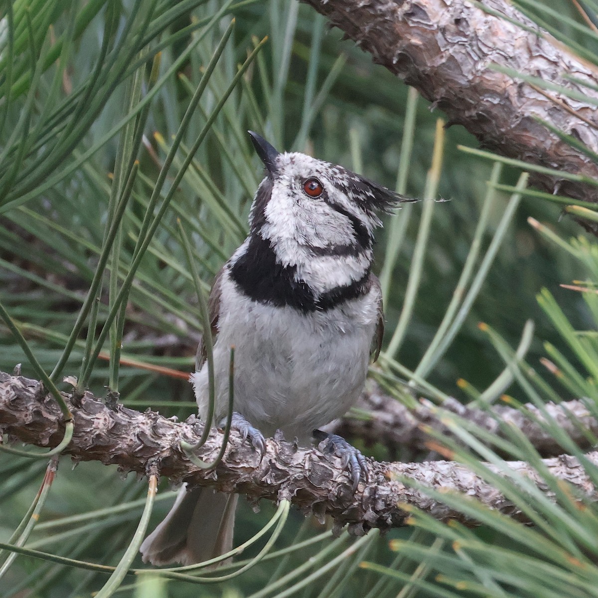 Crested Tit - ML620548281