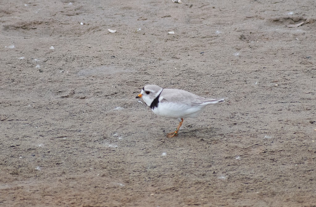 Piping Plover - Lynda Elkin