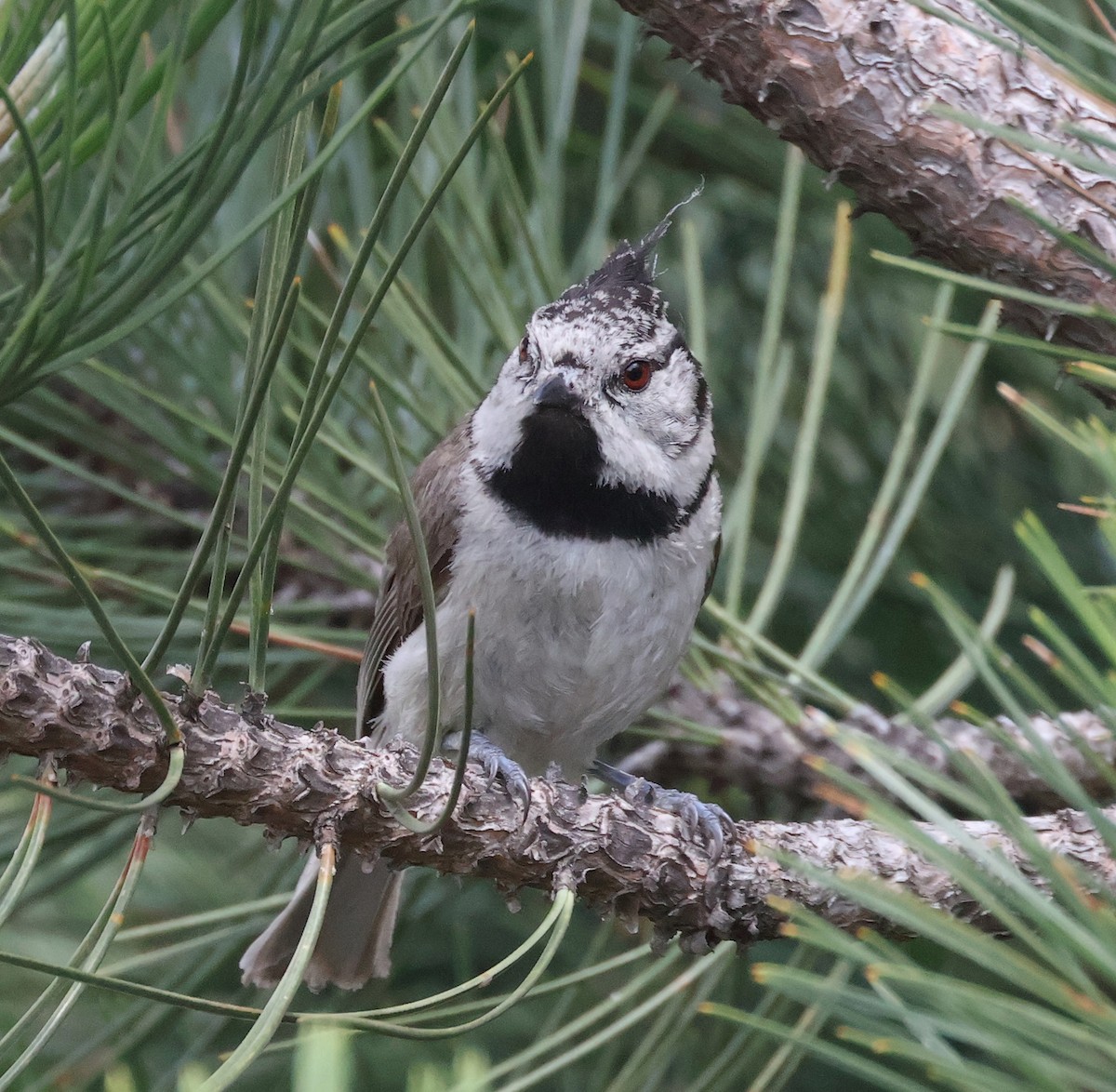 Crested Tit - ML620548286