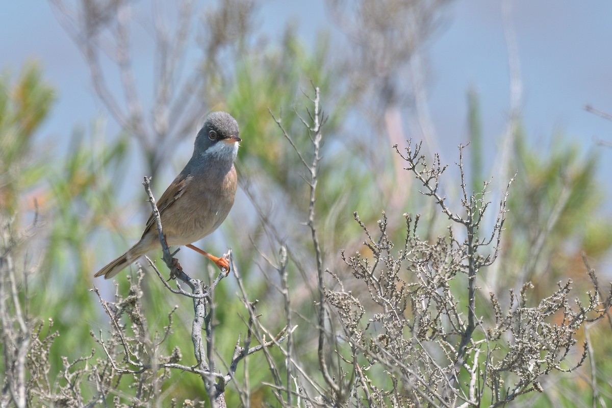 Spectacled Warbler - ML620548288