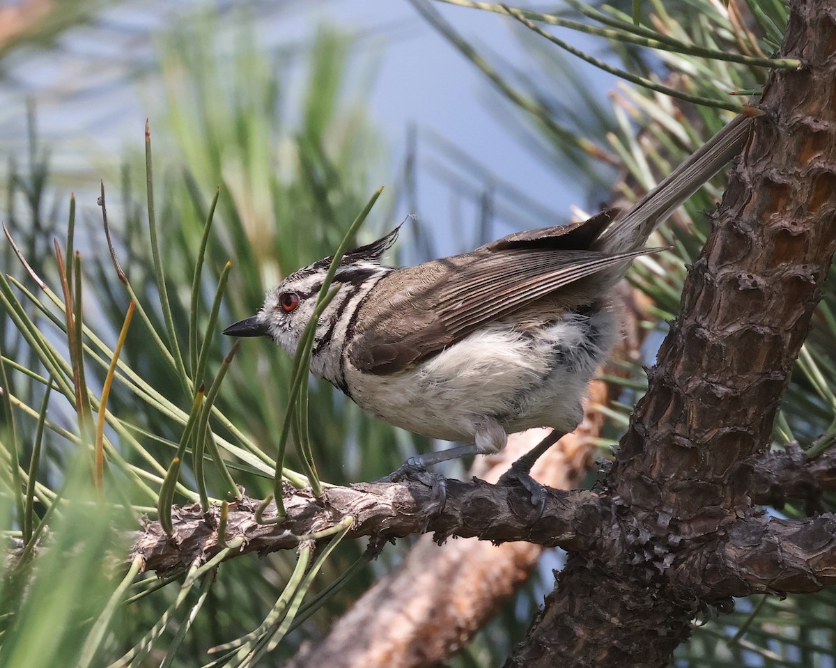 Crested Tit - ML620548291