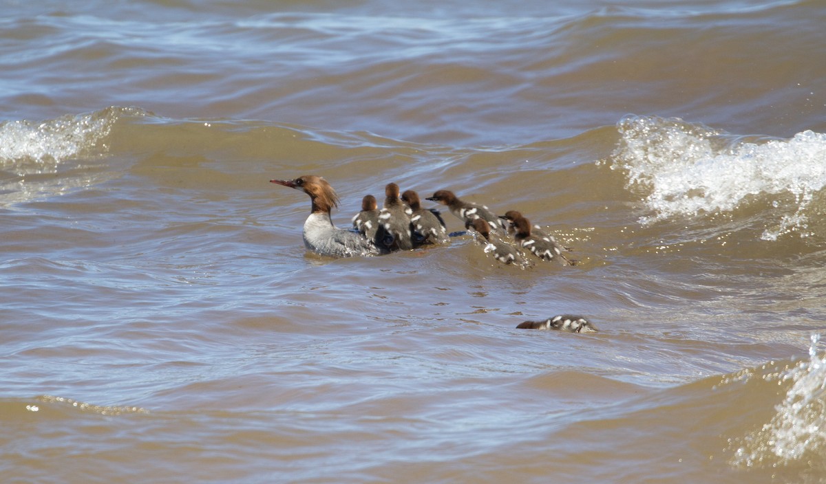 Common Merganser - ML620548292