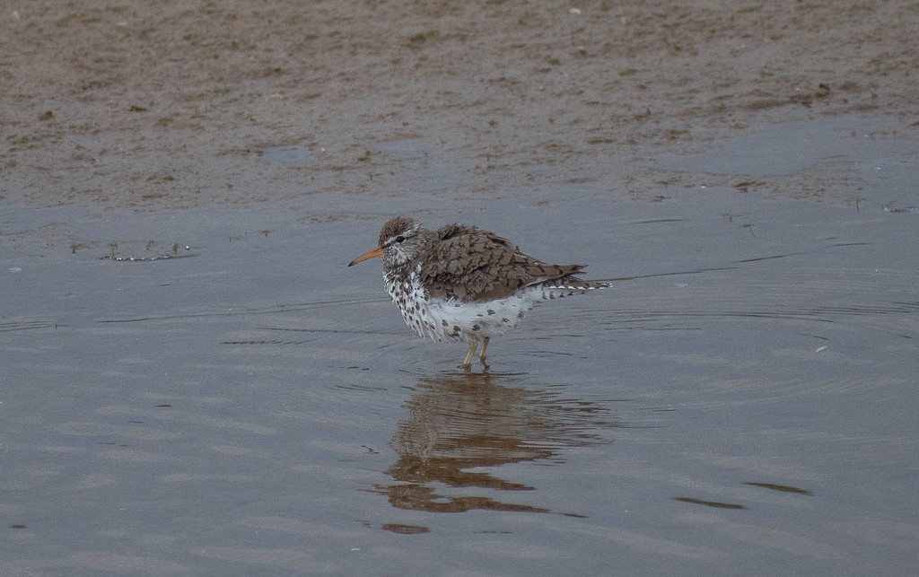 Spotted Sandpiper - ML620548295